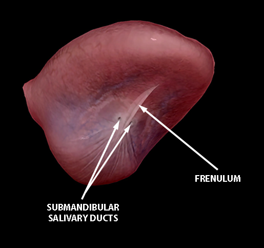 tongue-underside-frenulum-salivary-ducts